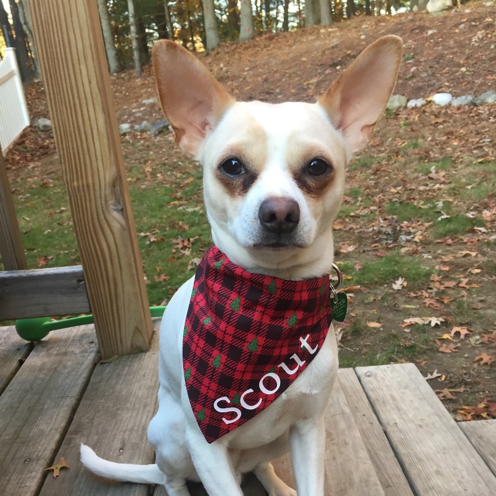 Dog Bandana - Personalized Name - Large
